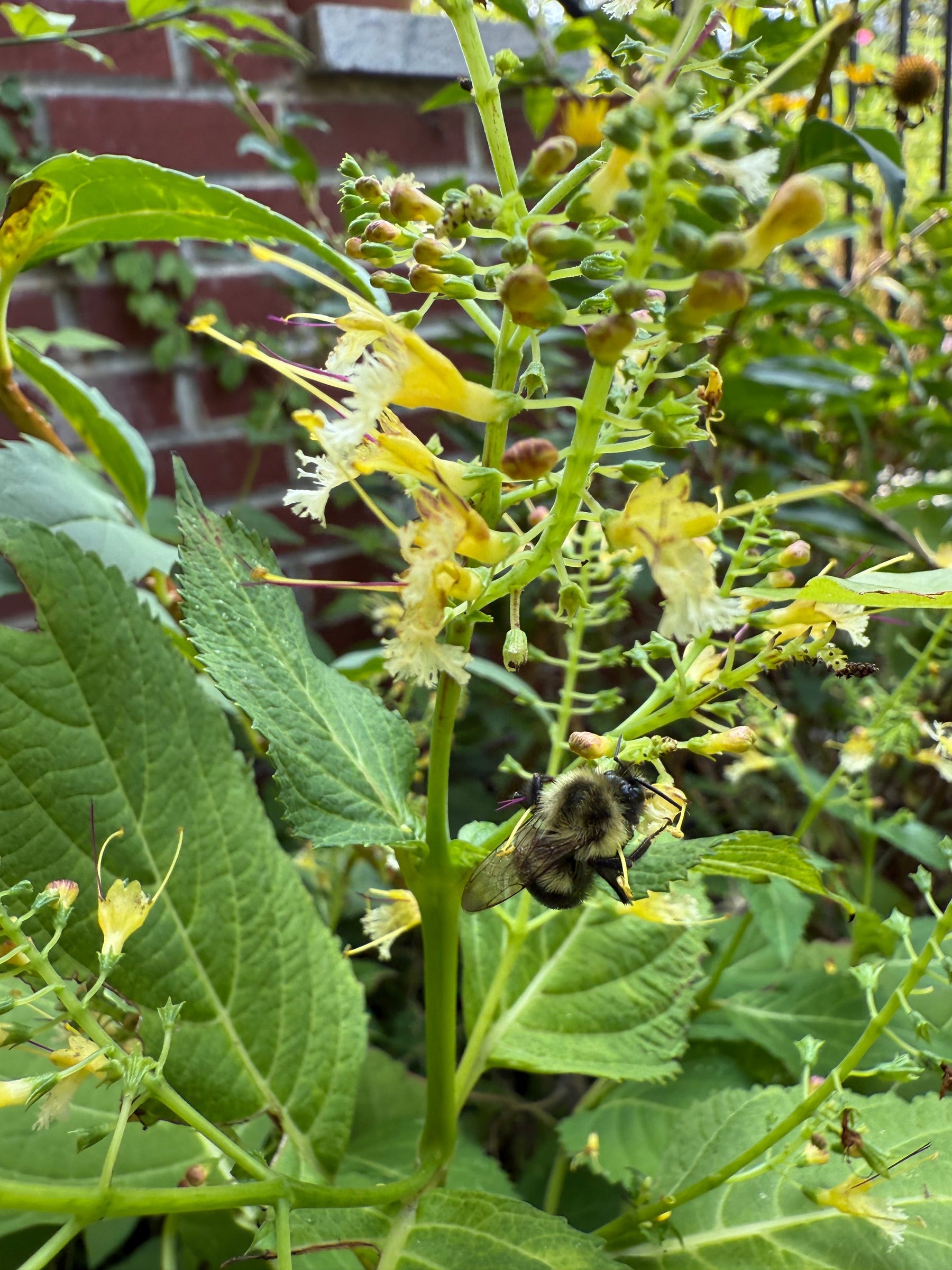 Our native plant seed company is now open for business!