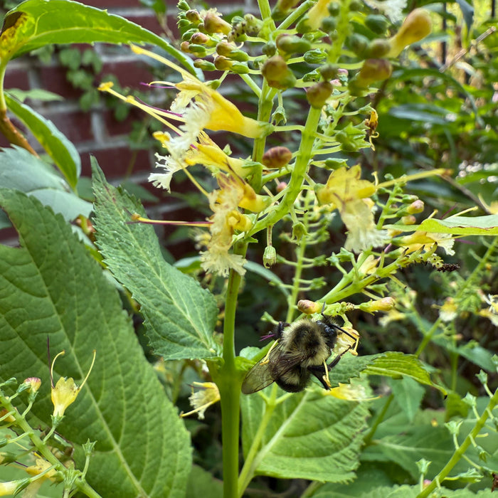 Our native plant seed company is now open for business!