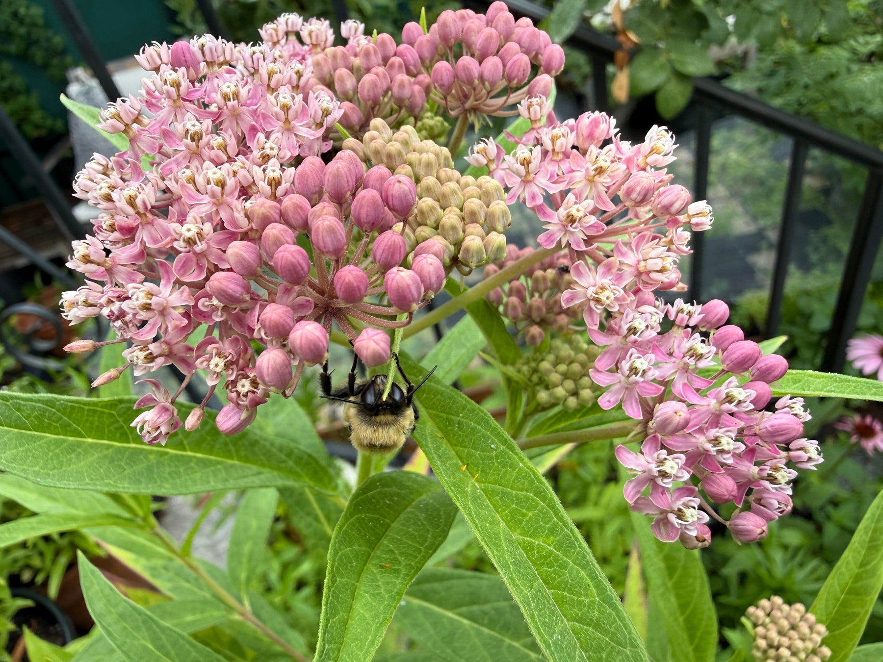 Native Plants in Bloom: Rose Milkweed