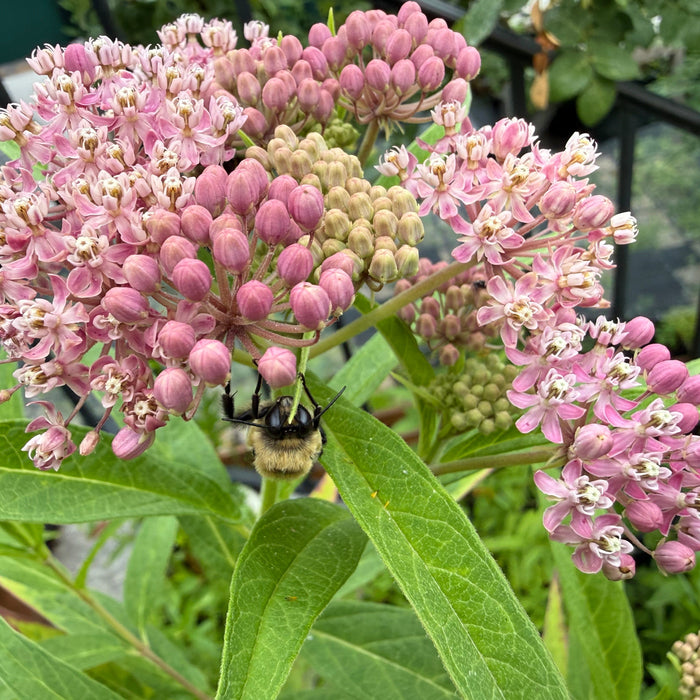 Native Plants in Bloom: Rose Milkweed