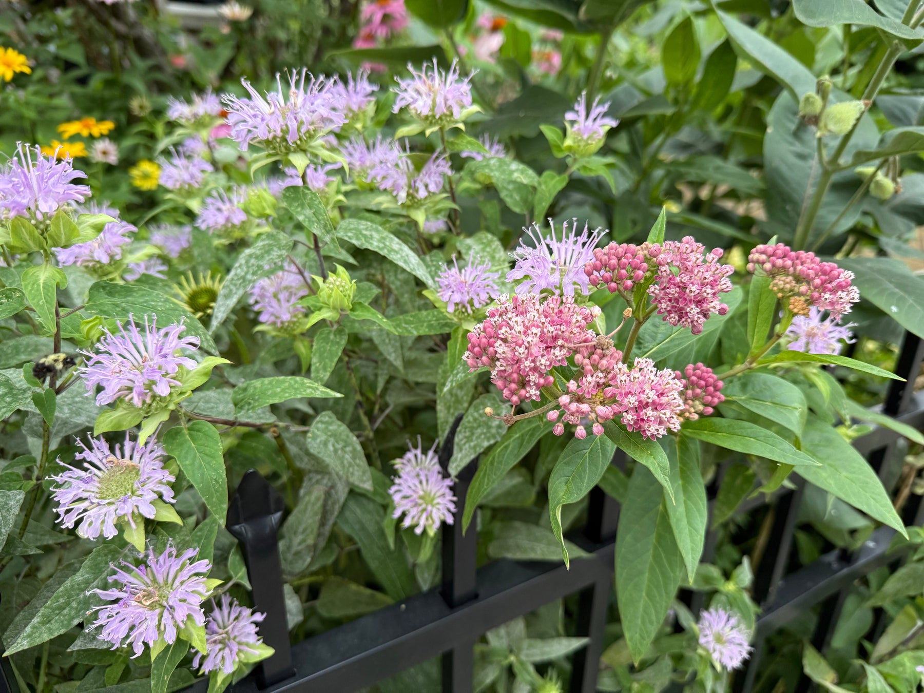 The native plants that draw the most (and most diverse) pollinators