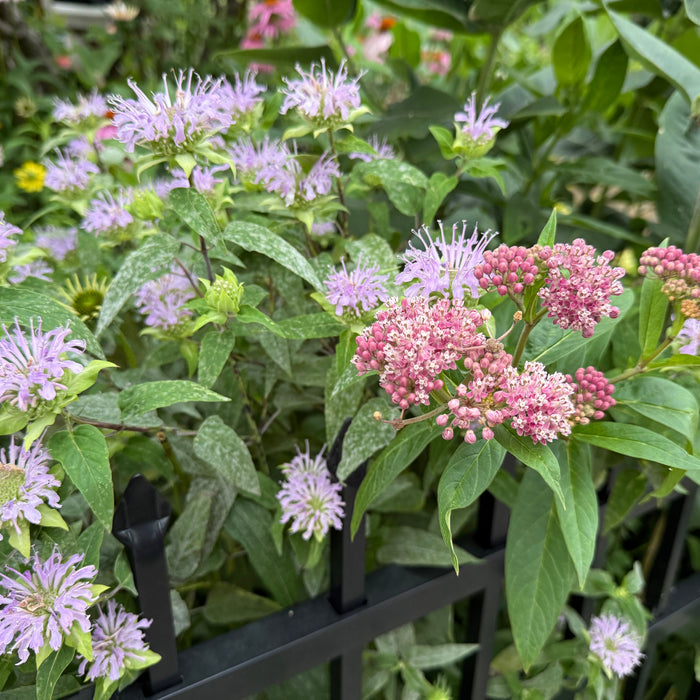 The native plants that draw the most (and most diverse) pollinators