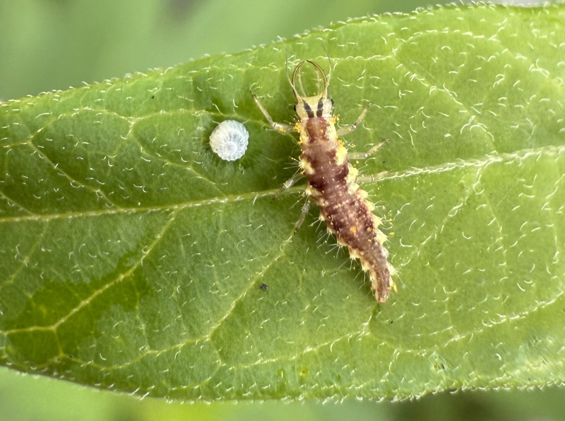 Ferocious in Their Youth: Beneficial Insects in the Larval Stage