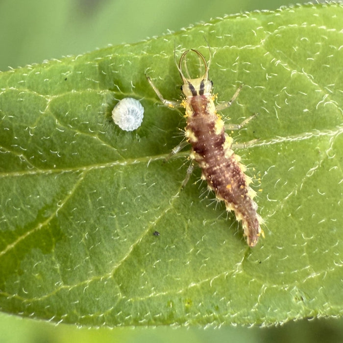 Ferocious in Their Youth: Beneficial Insects in the Larval Stage