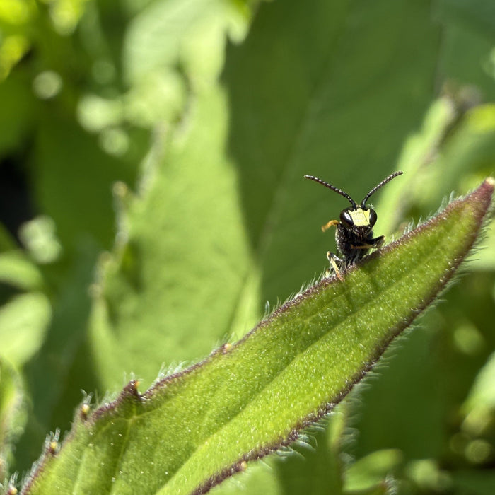 The Wonderful Worlds of Native Bees