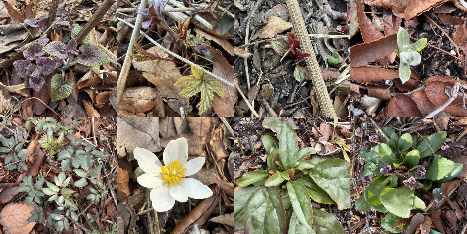 Multiple photos of early plant growth