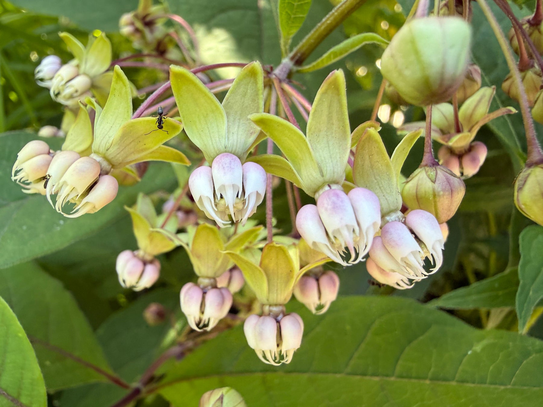 Native Plants in Bloom: Poke Milkweed