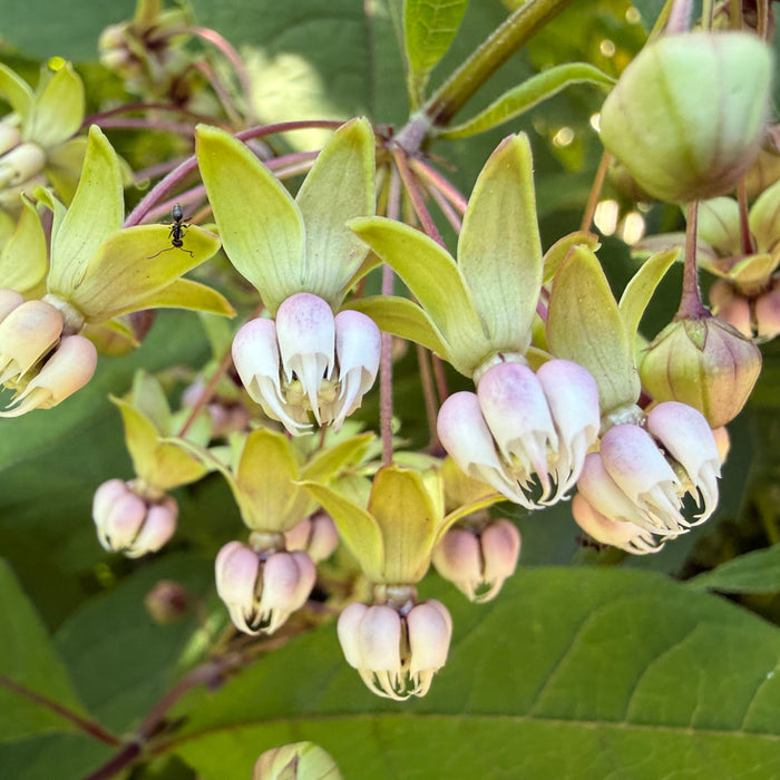 Native Plants in Bloom: Poke Milkweed