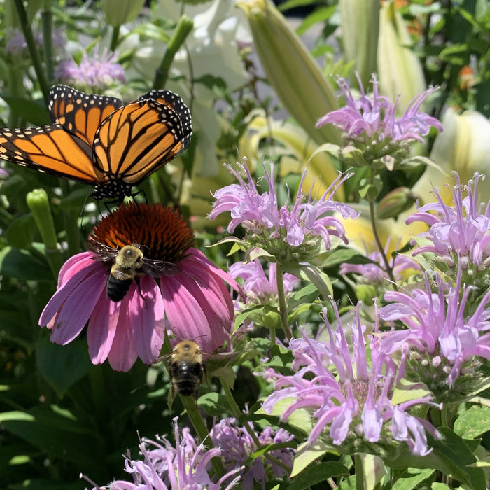 Summer: the Exuberant Season for Insects and the Gardener's Season of Rest