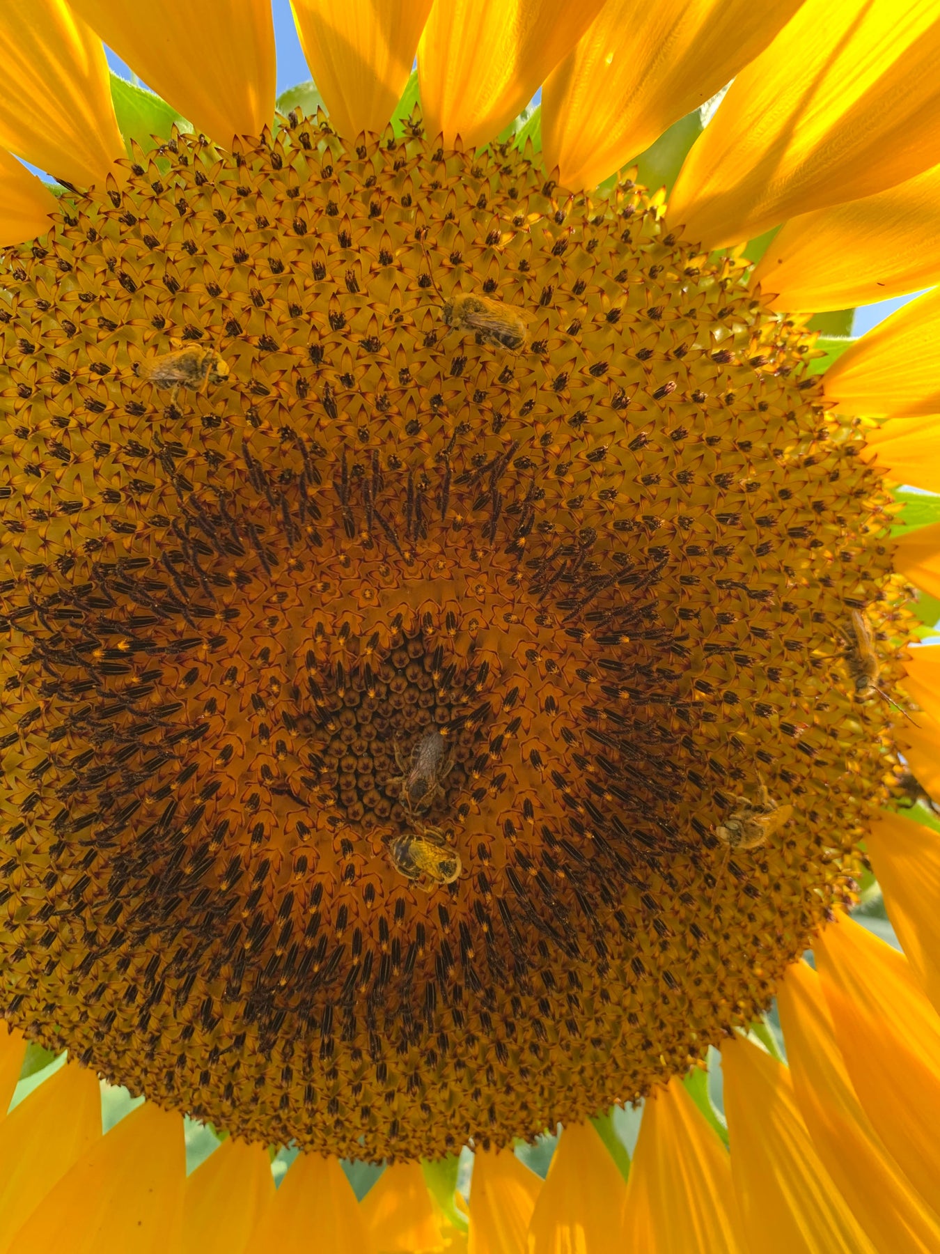 Bloom Color - Yellow