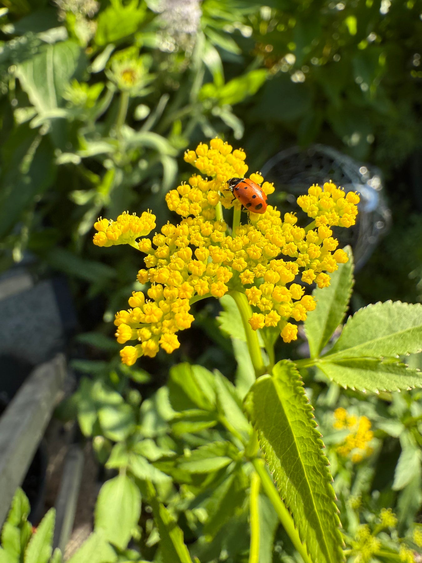 Spring Blooming Plants