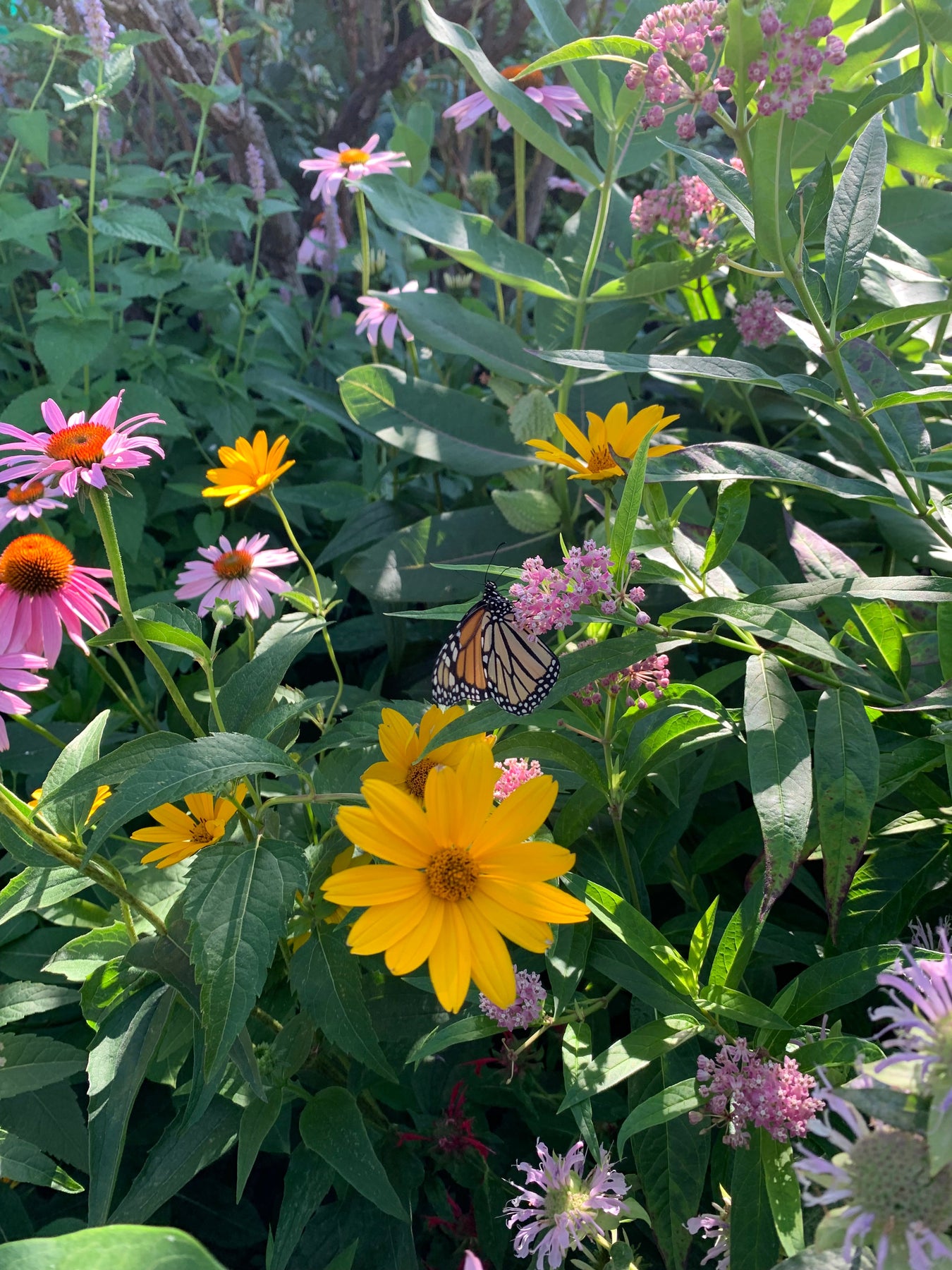 Summer Blooming Plants