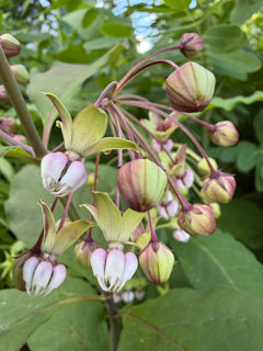 Close-up of a flowering plant with green leaves and pinkish-white flowers.
