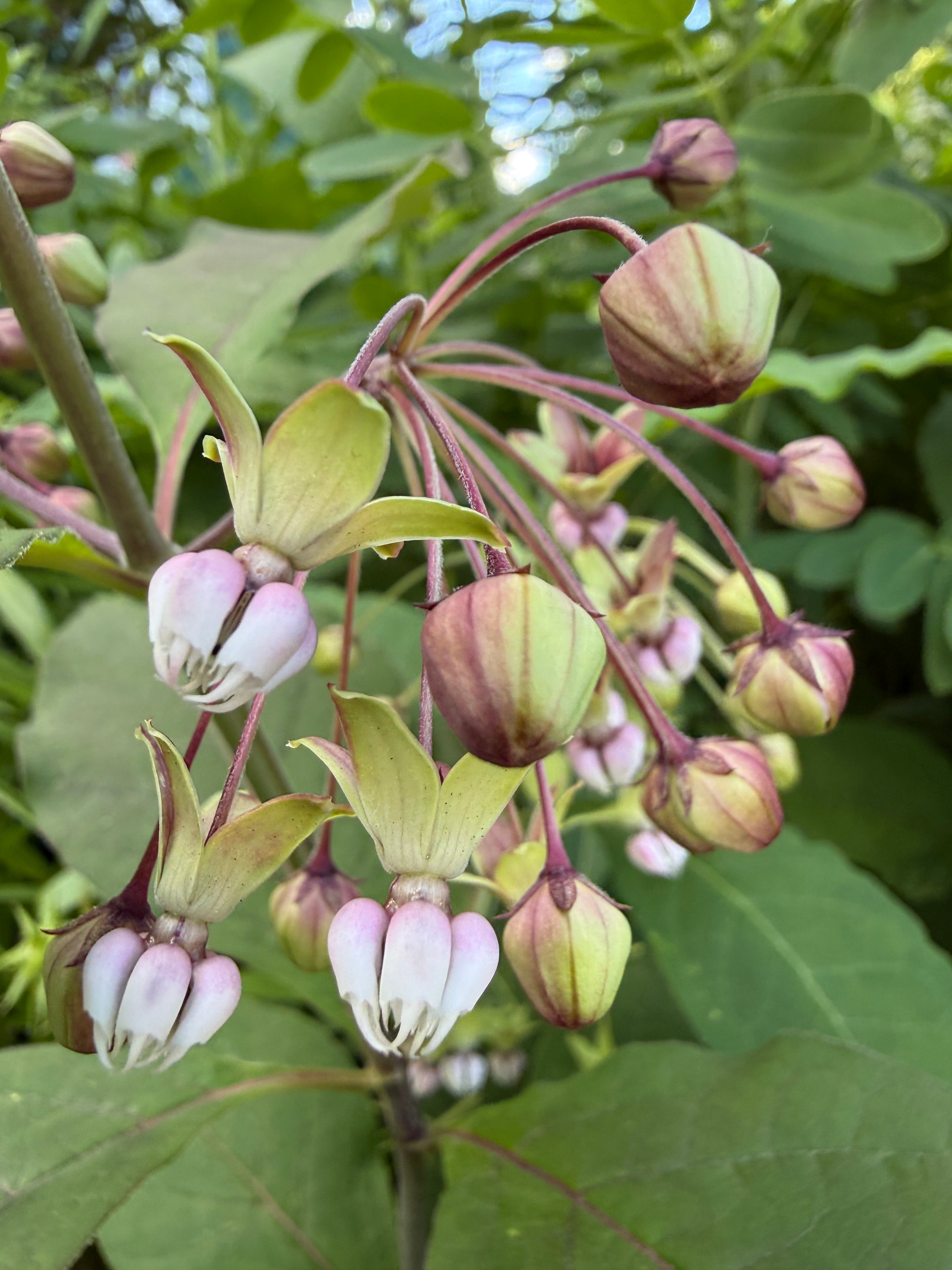 Close-up of a flowering plant with green leaves and pinkish-white flowers.