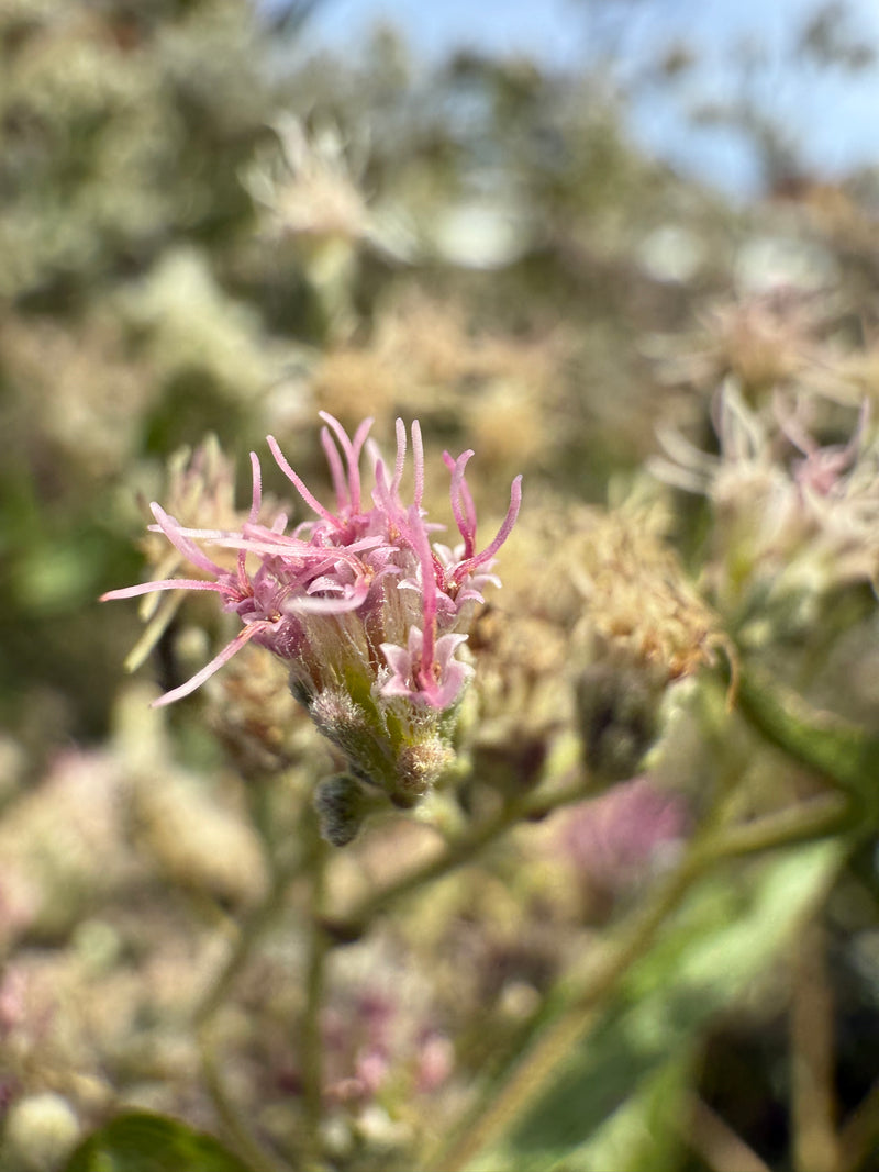Late Boneset Seeds / Eupatorium serotinum