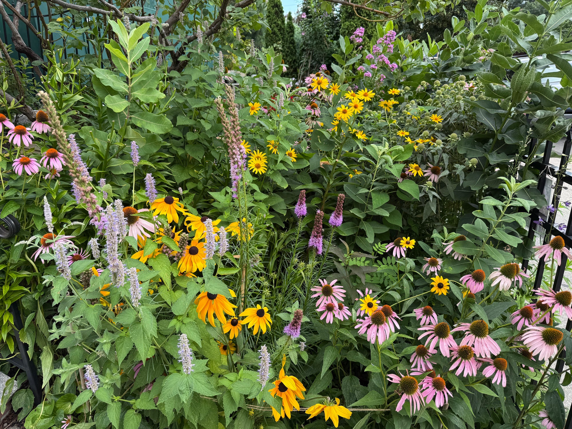 Garden with a variety of flowers including yellow and pink blossoms.