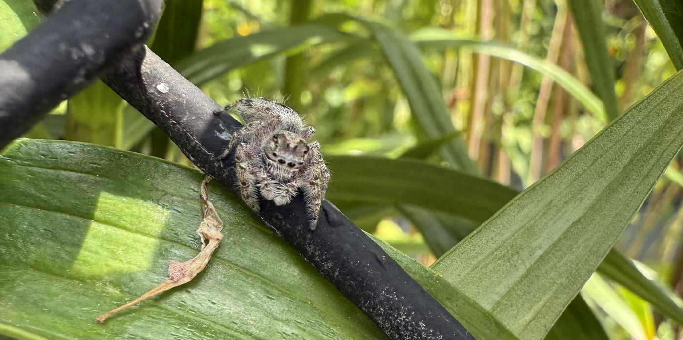 Spider on a branch with green leaves in the background
