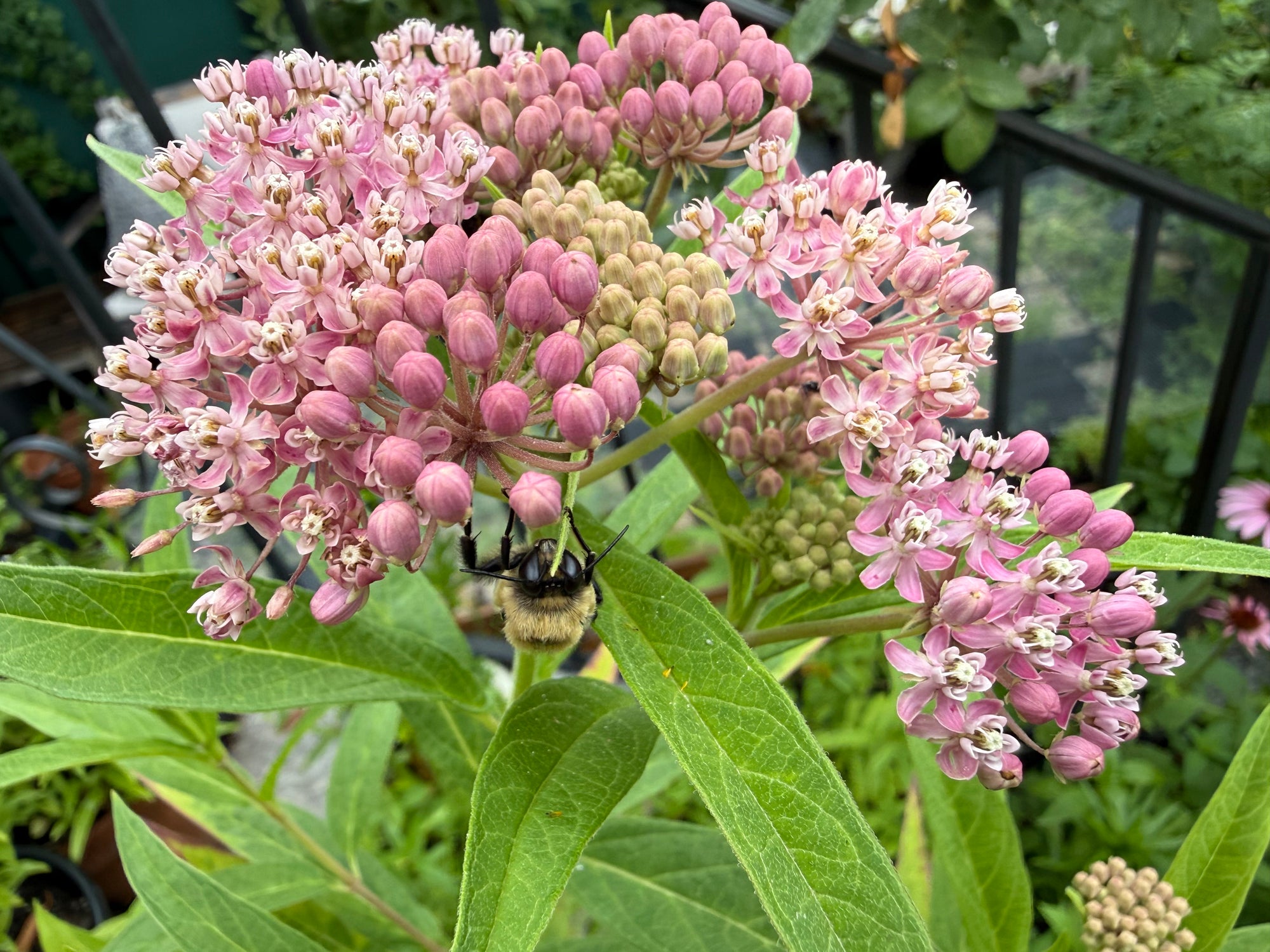 Pink milkweed flowers with green leaves and a bumblebee on a plant in a garden setting.