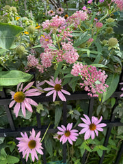 Pink flowers with green leaves and a black metal fence in the background