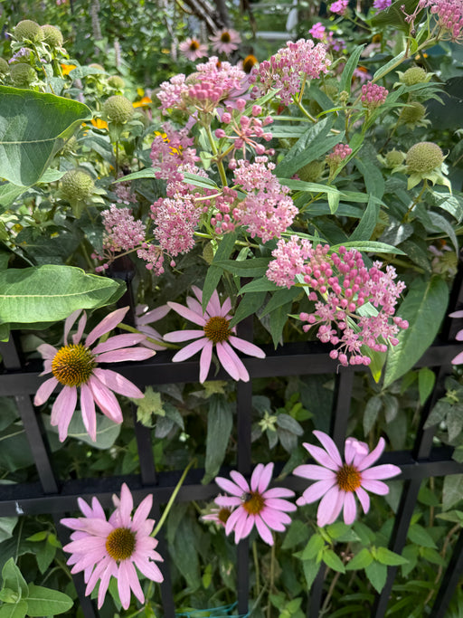 Pink flowers with green leaves and a black metal fence in the background