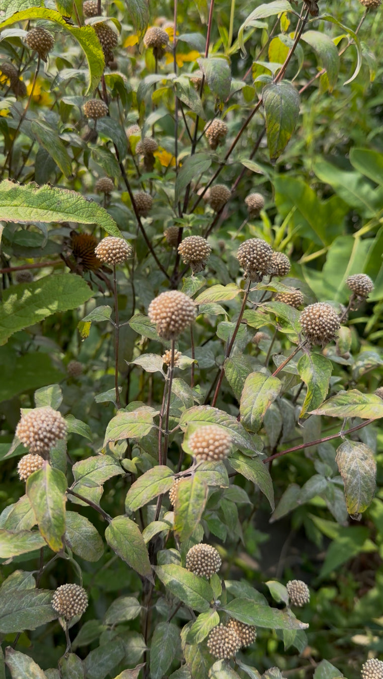 Plant with green leaves and brown spherical seed heads in a natural setting