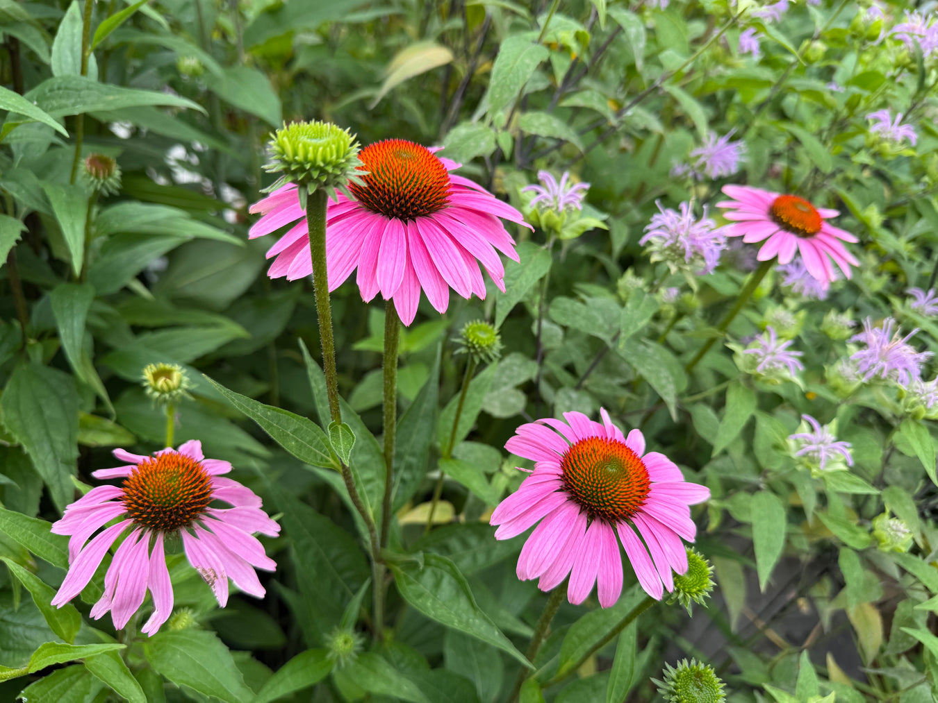Pink flowers among green leaves.