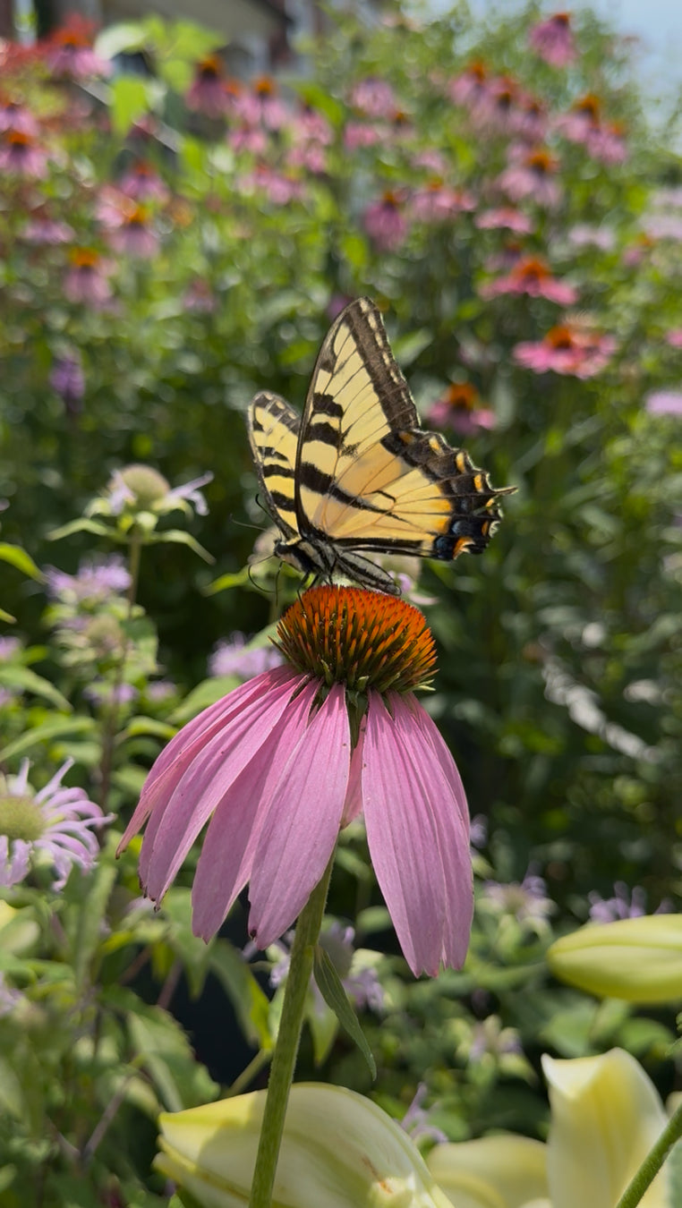 Butterfly on a pink flower with a blurred garden background