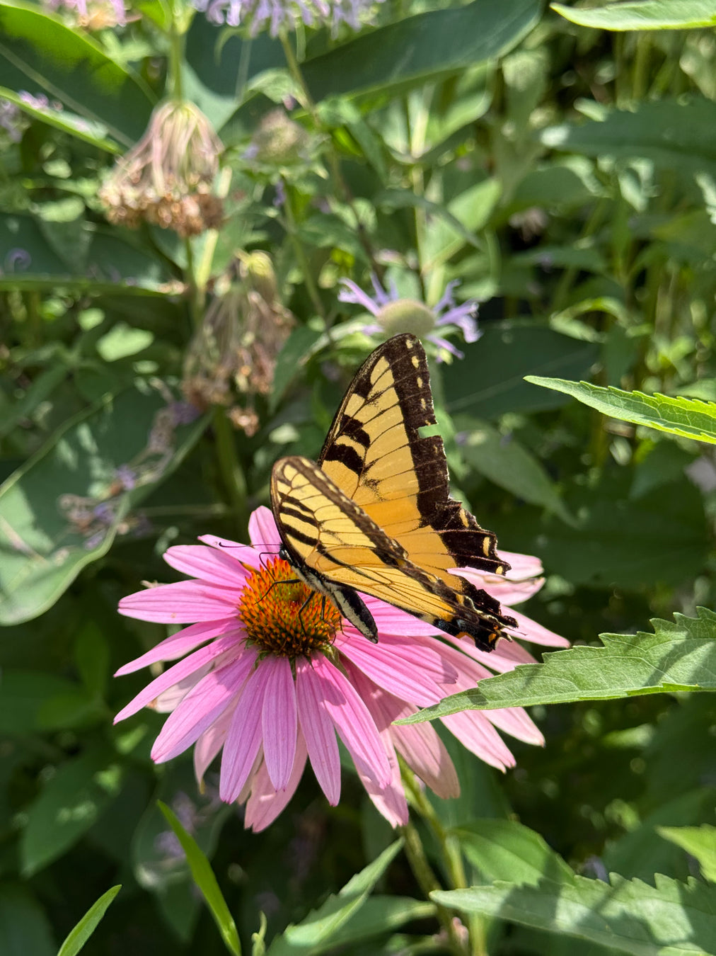Butterfly on a pink flower with green leaves in the background