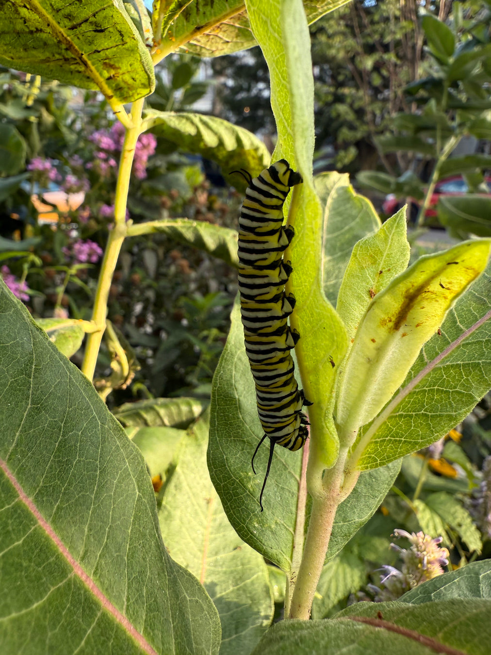 Monarch caterpillar on a green leaf with a blurred background