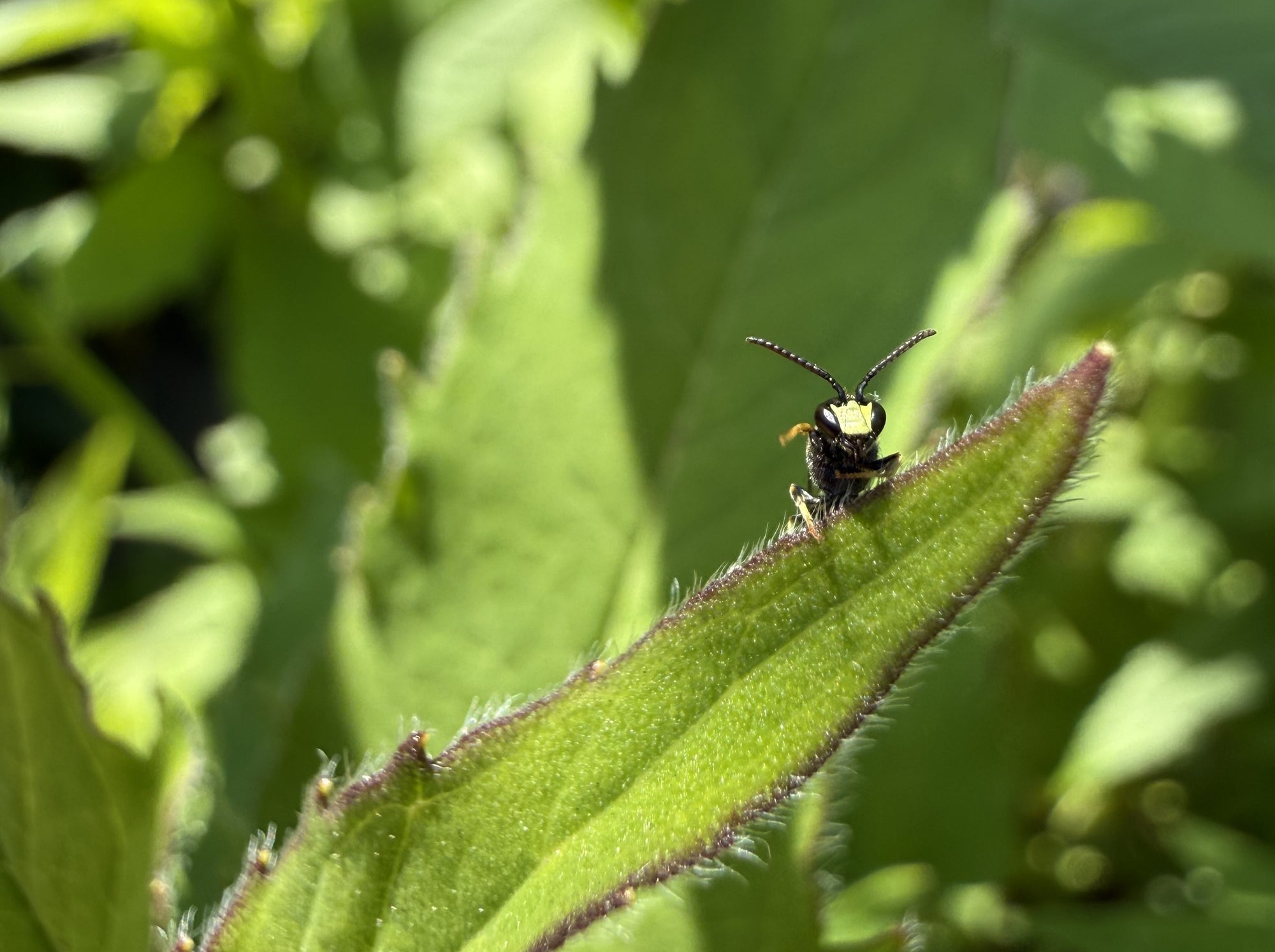 Small insect on a green leaf with a blurred green background