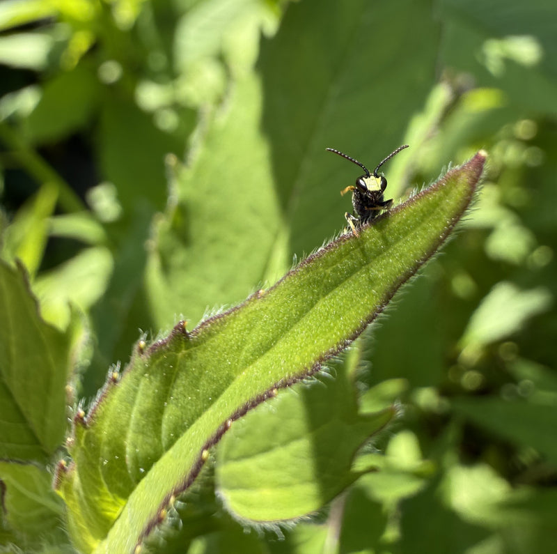Small insect on a green leaf with a blurred green background