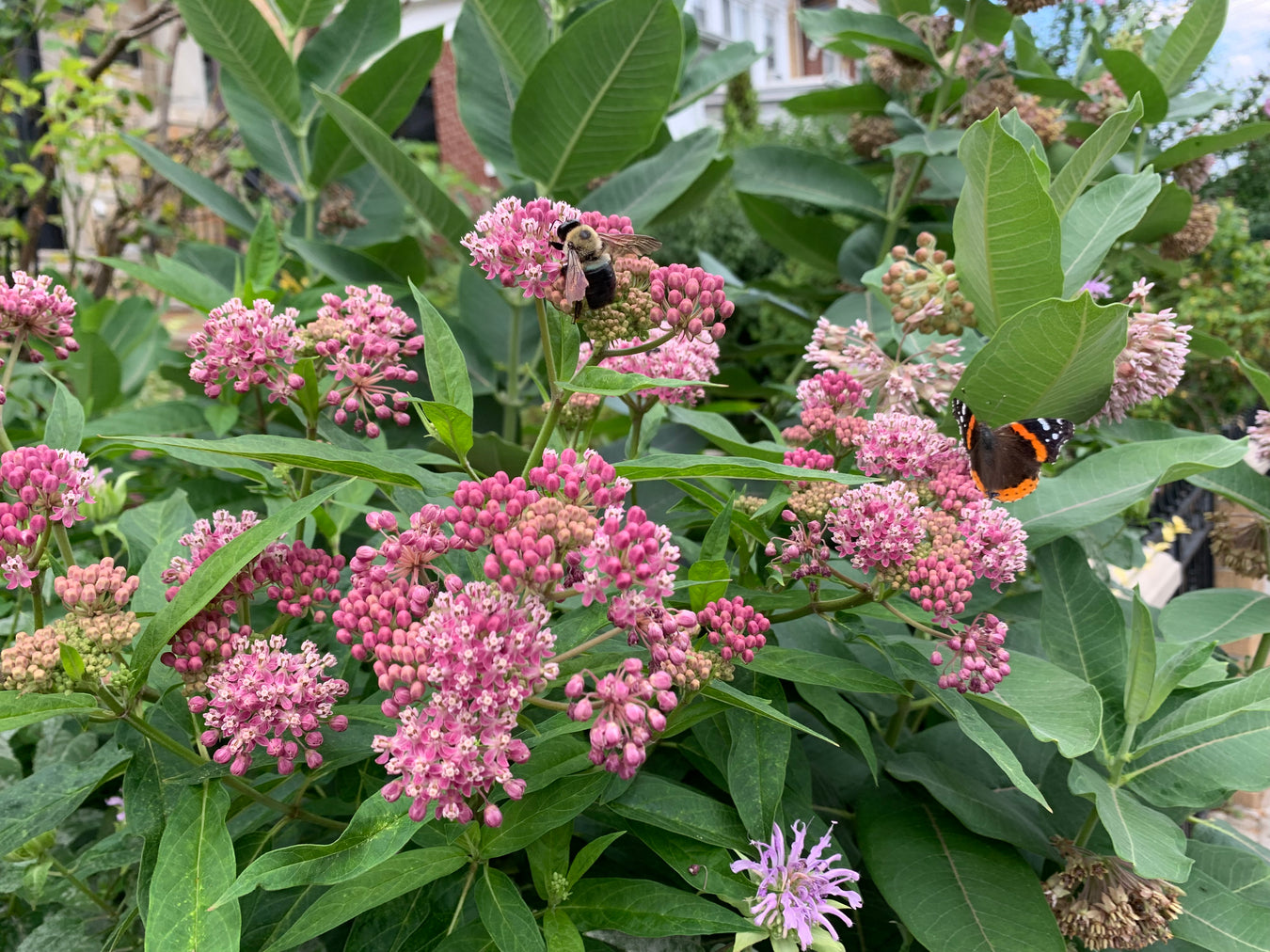 Pink flowers with green leaves and a butterfly in a garden setting