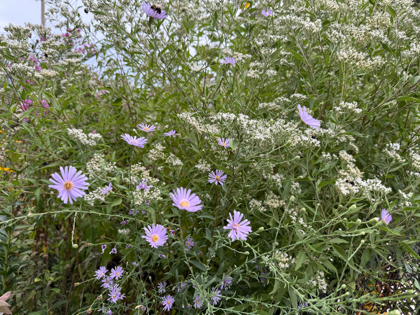 Purple flowers among green foliage with a blurred background