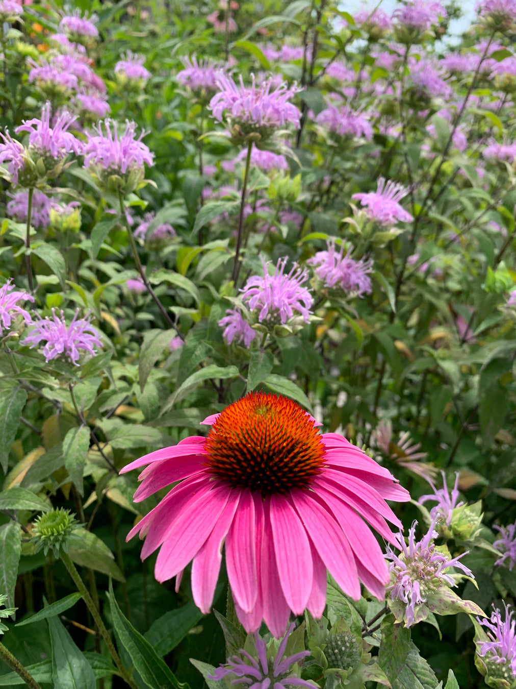 Pink flower with a brown center surrounded by green leaves and purple flowers.