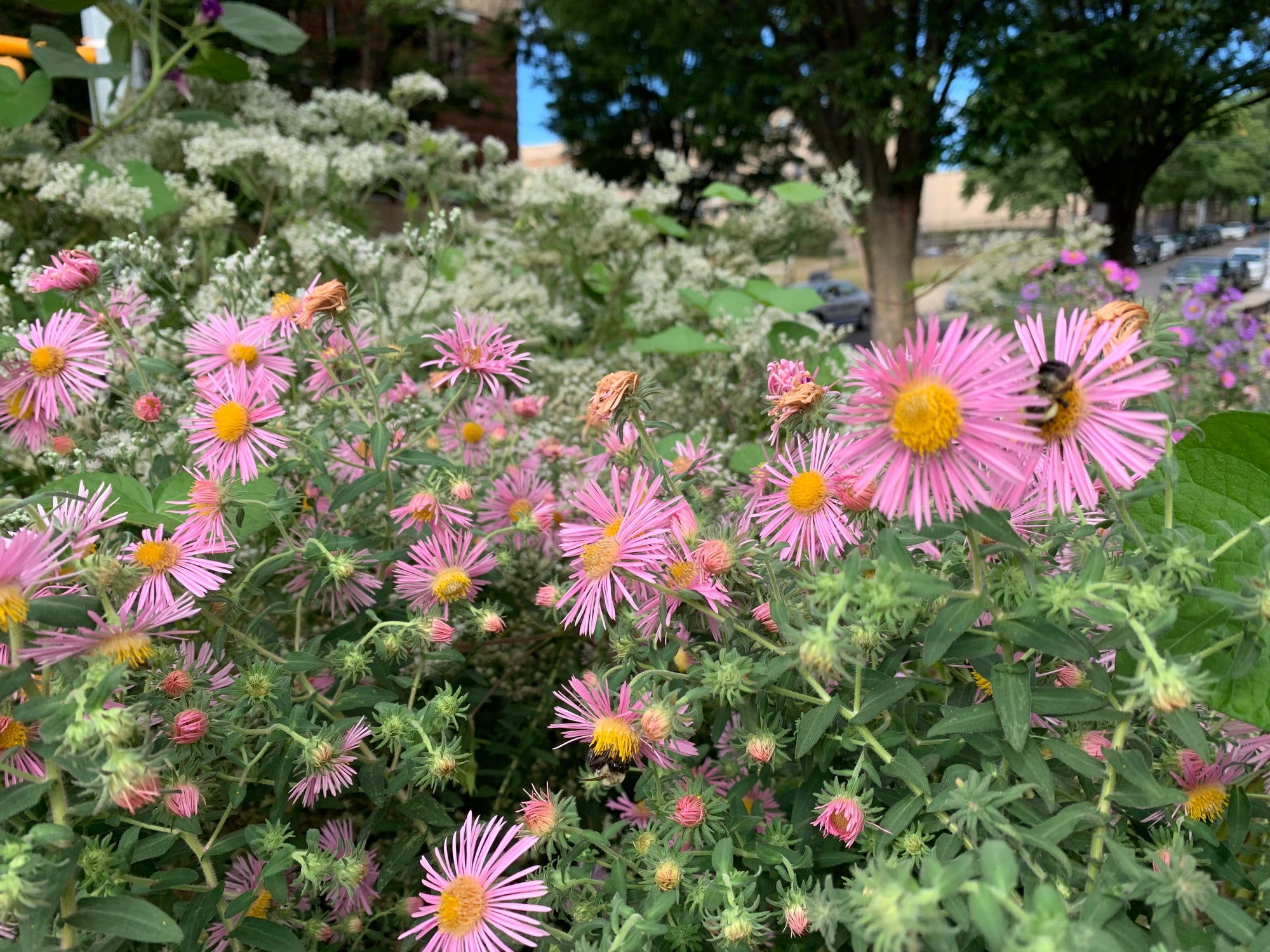 Pink flowers with a bee in a garden setting