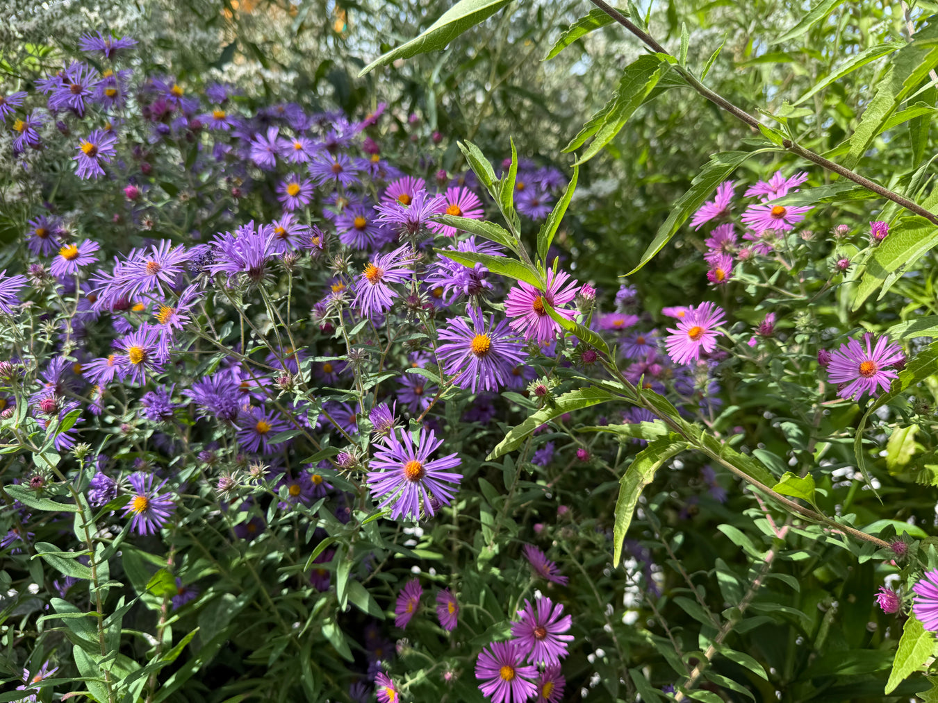 Purple flowers with green leaves in a natural setting