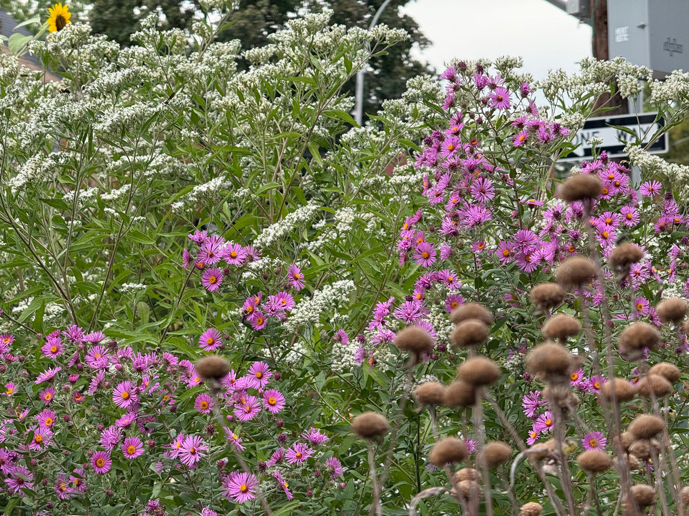 Floral garden with white and purple flowers in a natural setting