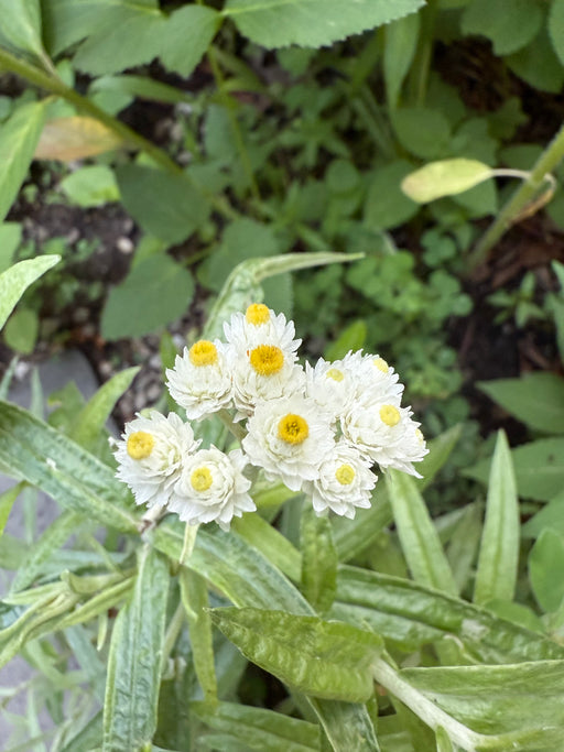 White flowers with yellow centers surrounded by green leaves