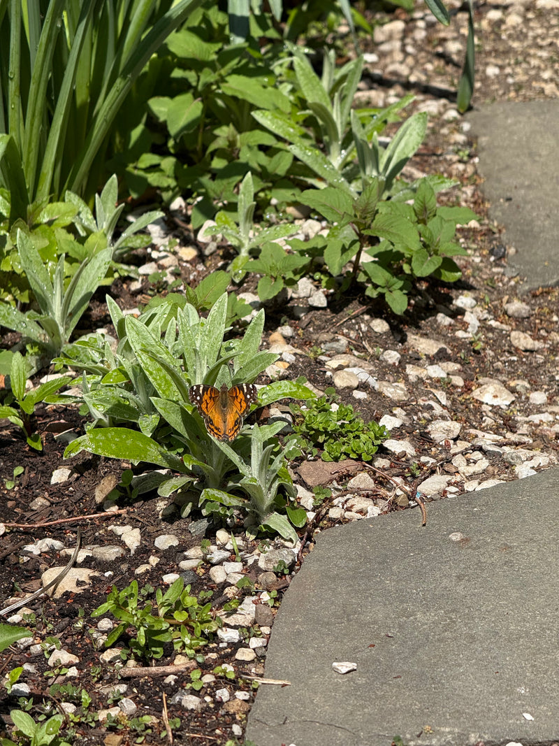 Butterfly on a leaf near paving stones
