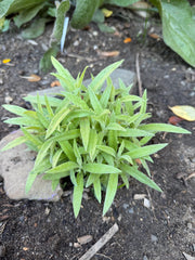 Small green plant growing in soil with a blurred background