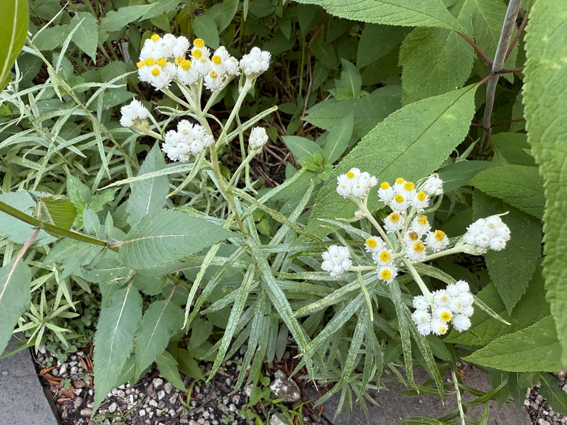 White flowers with yellow centers on a green plant background