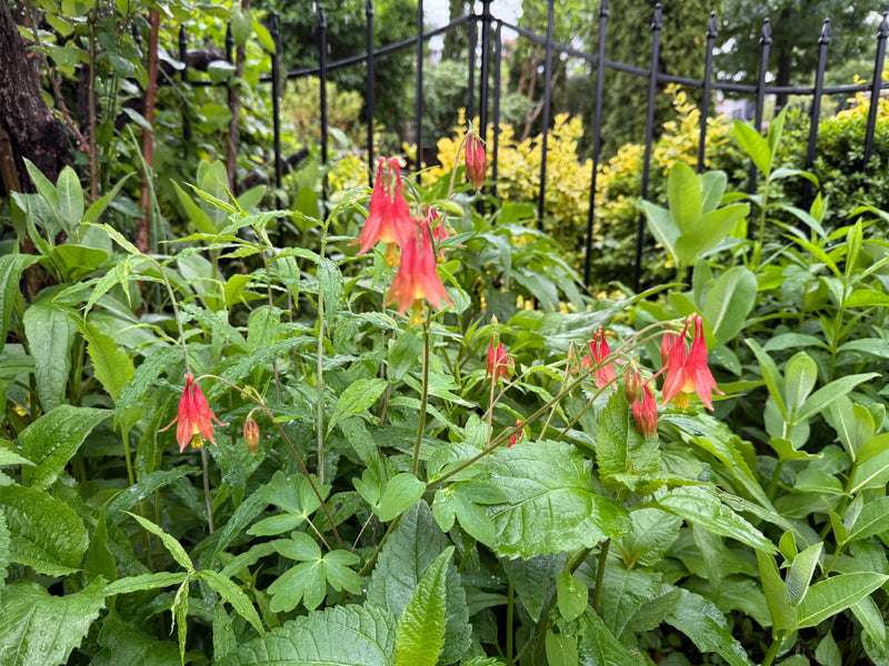 Red flowers with green leaves in a garden setting