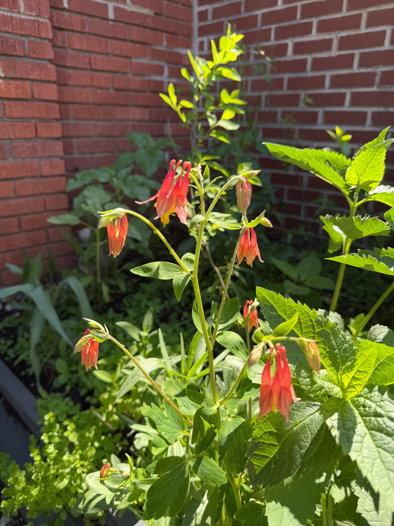 Red flowers with green leaves against a brick wall
