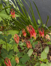 Red flowers with green leaves on a natural background