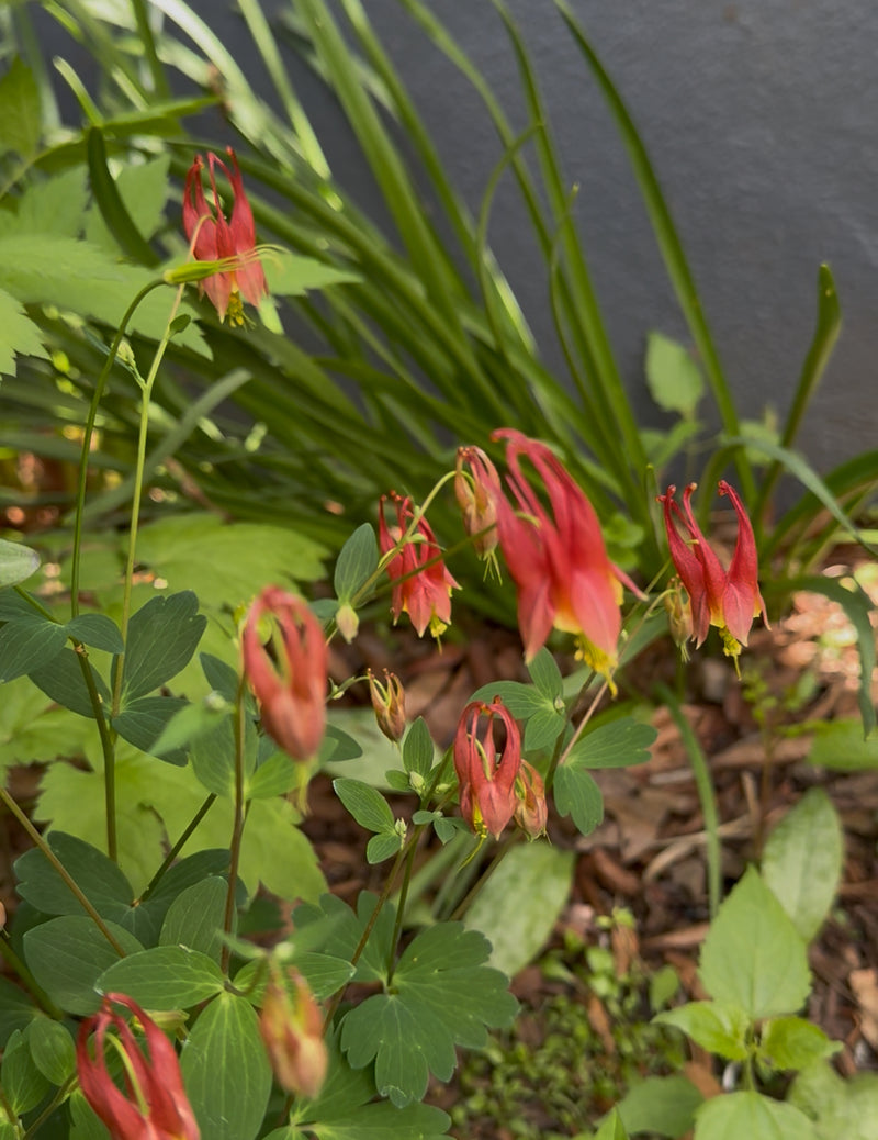 Red flowers with green leaves on a natural background