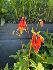 Red flowers with green foliage in the background.