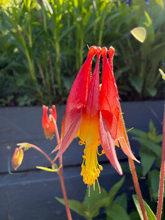 Red flowers with green foliage in the background.