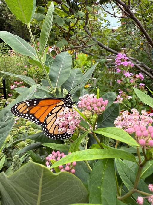 Monarch butterfly on pink milkweed flowers with green leaves in the background