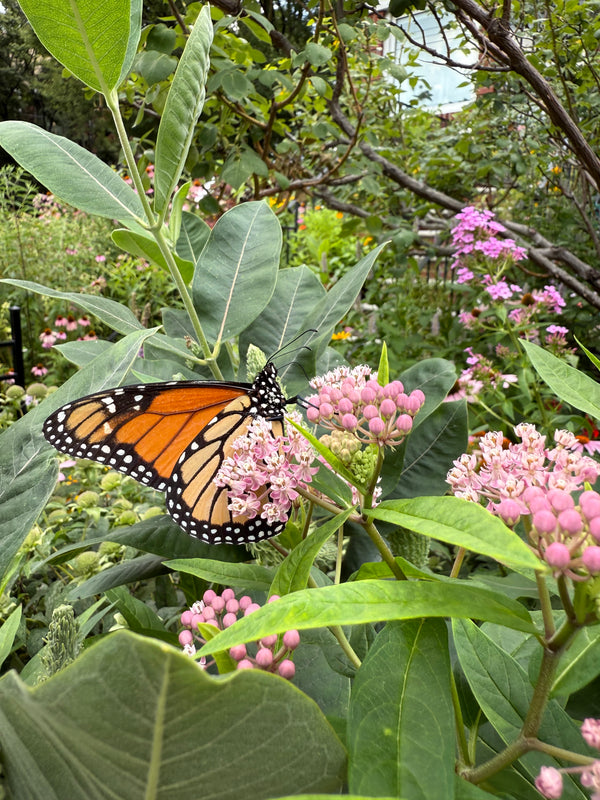 Rain Gardens and Wetland Edges