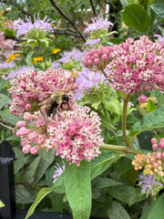 Bee on pink flowers with green leaves in the background